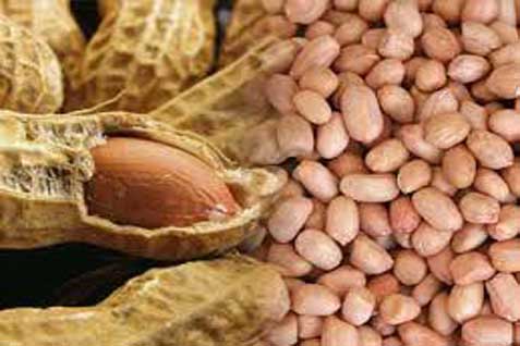 Hasil Penelitian: Kulit Ari Kacang Tanah Memiliki Khasiat untuk Kesehatan